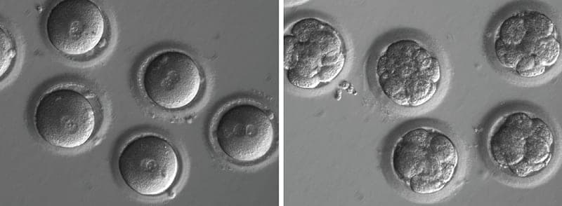 Gene editing: Gateway to Promised Land, or key to Pandora’s box?